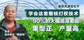 90%的大棚蔬菜都能国型正 产量高